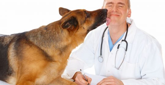 Регистрация ветеринарных препаратов